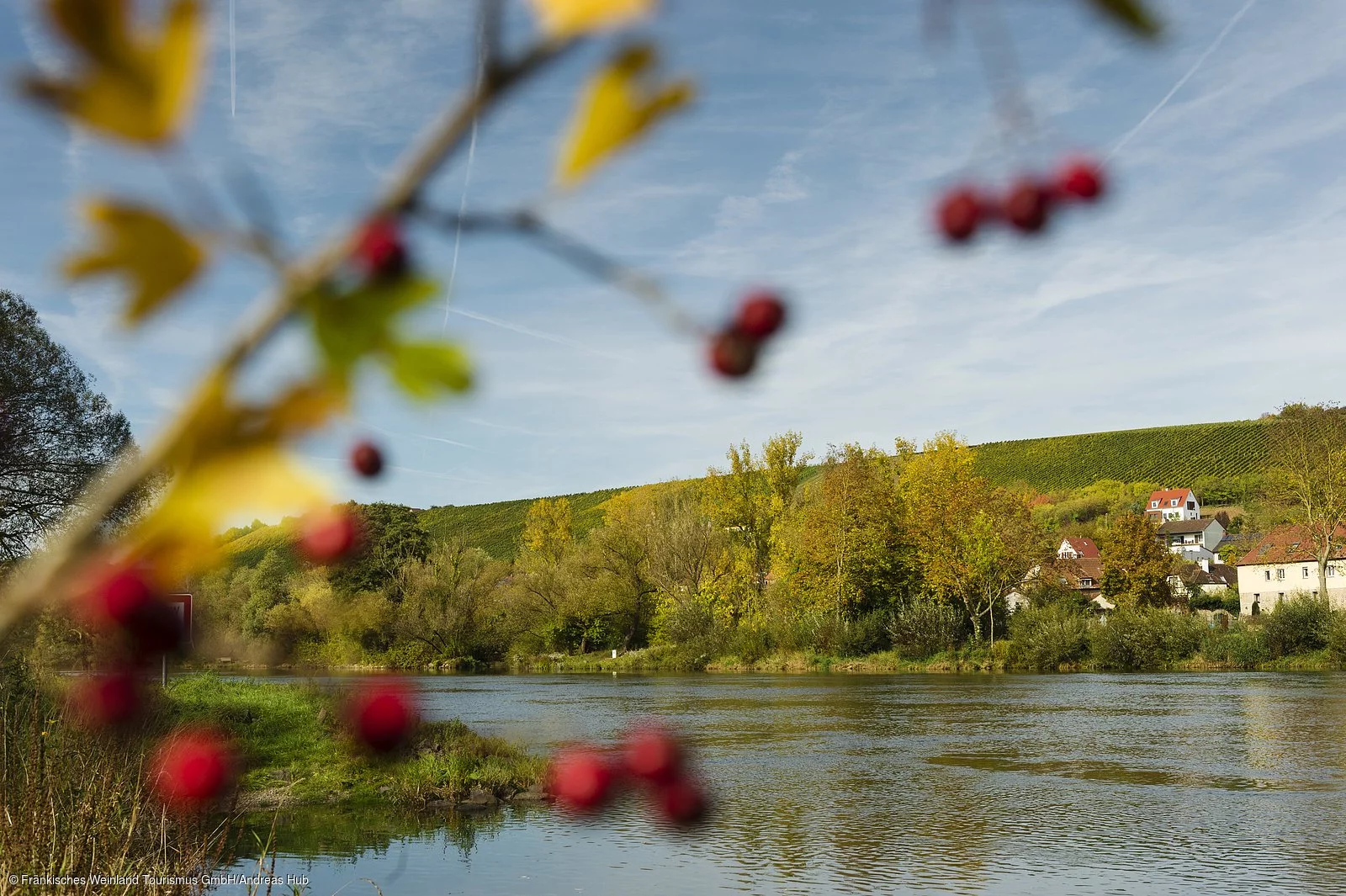 Weinberge am Main bei Frickenhausen Weinberge am Main bei Frickenhausen